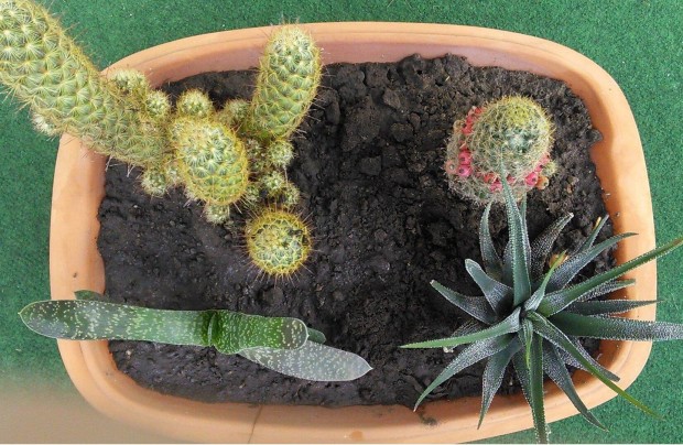 Kaktusz pozsgs virgz kaktuszok kaspban kasp