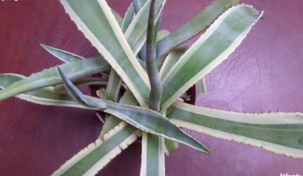 Kaktusz szobanvny Agave