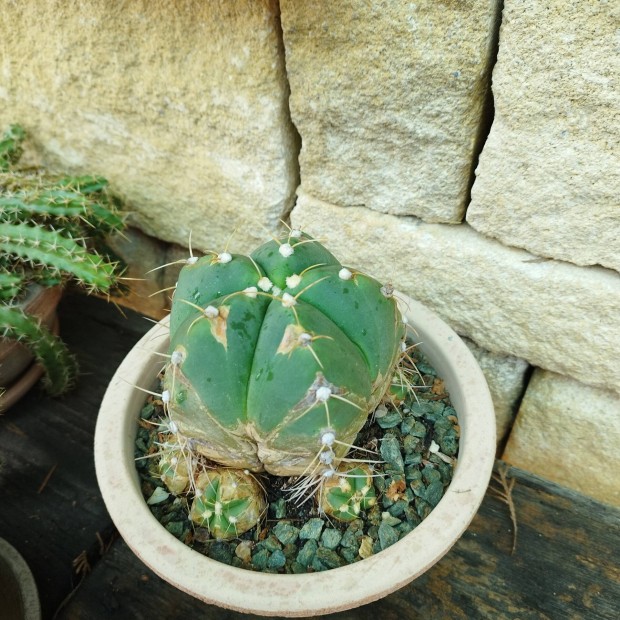 Kaktusz szukulens