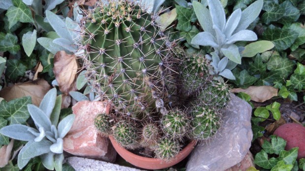 Kaktuszok, klnleges fajtk