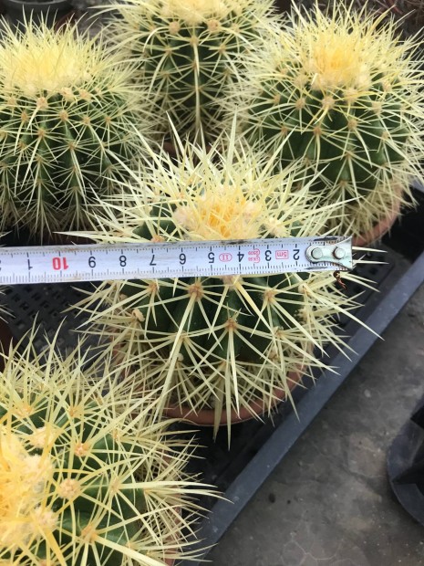 Kaktuszok eladók