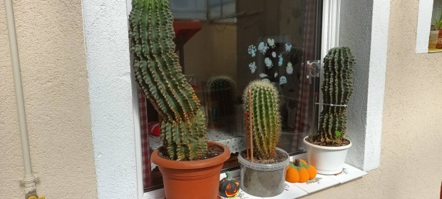 Kaktuszok kln is el adok