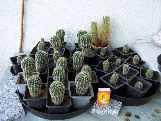 Kaktuszok olcsn