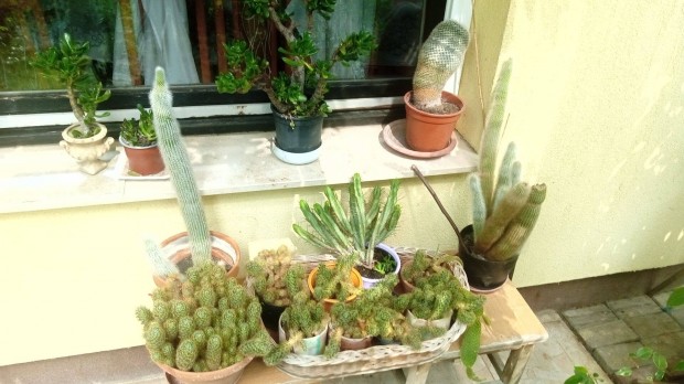 Kaktuszok szeretttel