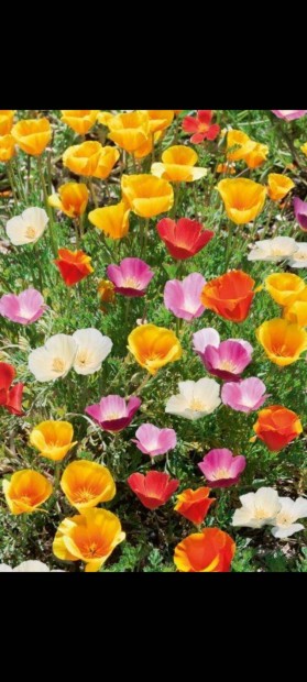 Kaliforniai kakukkmák, 200 db virágmag, színkeverék