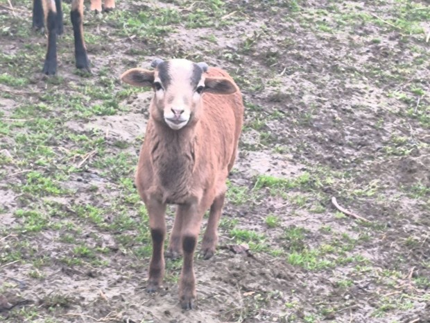 Kameroni b�r�nyok elad�k