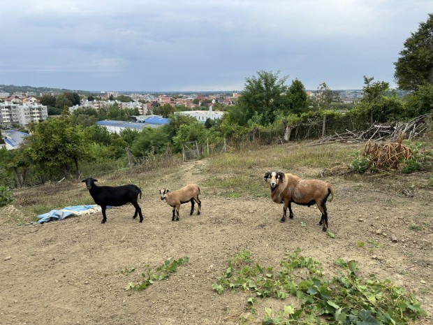 Kameruni brny csald