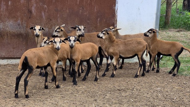 Kameruni b�r�nyok elad�k