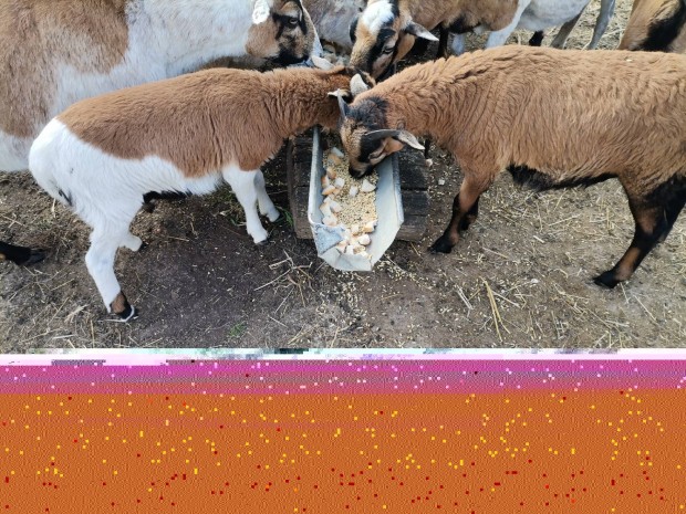 Kameruni b�r�nyok elad�k.