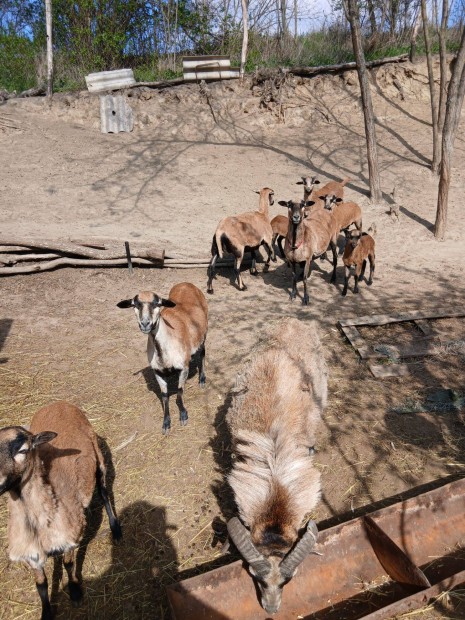 Kameruni birk�k �s bar�nyok cser�lhet�k borjura