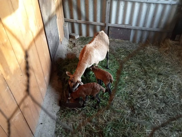 Kameruni jerk�k, kosb�r�ny, �r�k