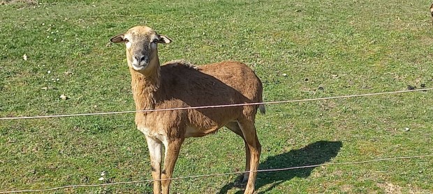 Kameruni juhok elad�k