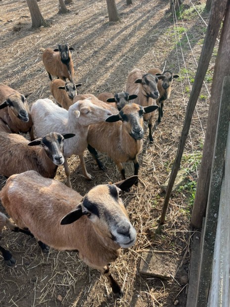 Kameruni juhok elad�k