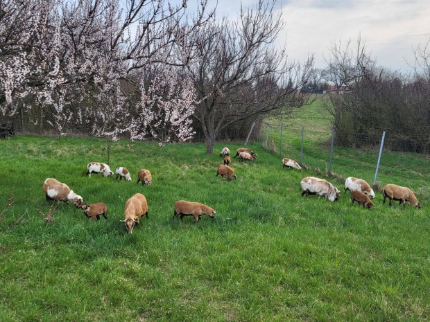 Kameruni juhok m�shol legeln�nek