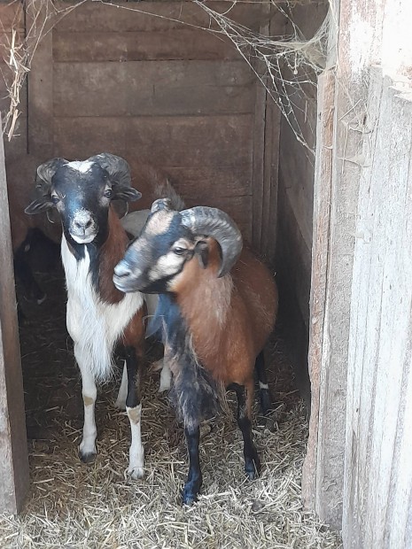 Kameruni kosok s anyakecske gidval elad vagy cserlhet