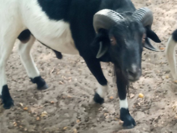 Kameruni kosok kisebb nagyobb elad trikolor s hagyomnyos sznben