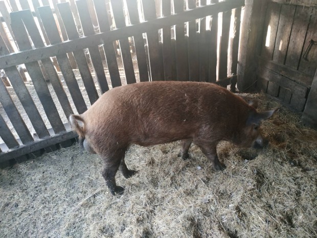 Kan Mangalica X Durock 