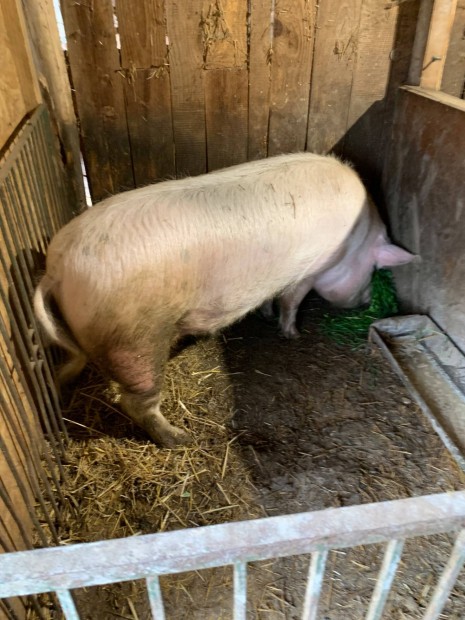 Kan diszn� elad�