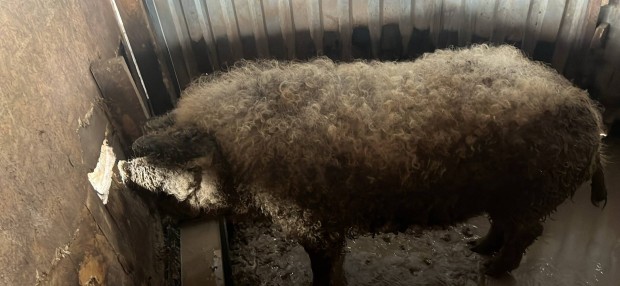 Kan mangalica diszn