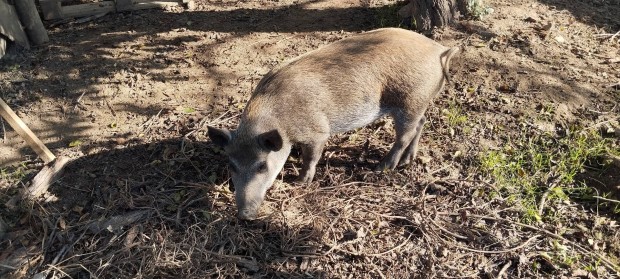 Kan serts vietnami-mangalica 