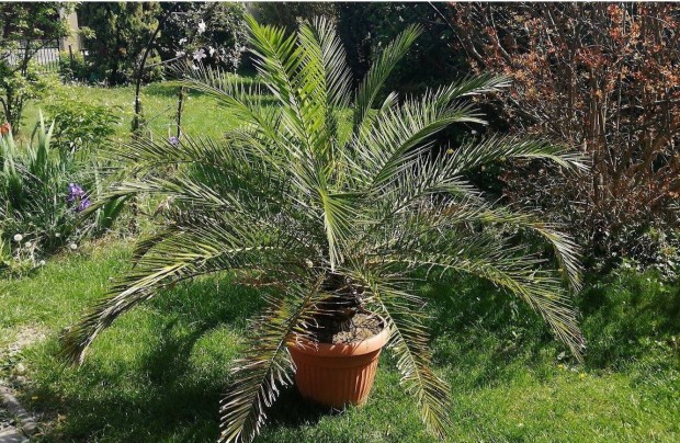 Kanri datolyaplma (phoenix canariensis)