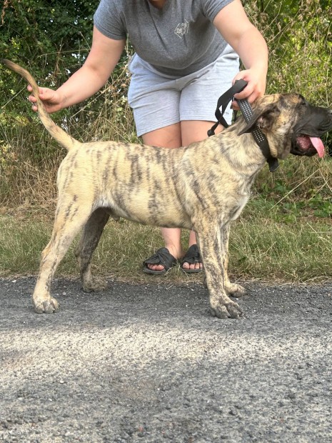 Kanri szigeteki kutya ( Presa Canario )