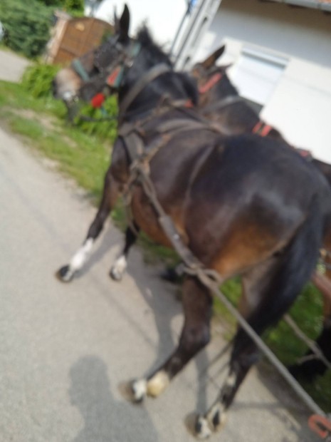 Kanca L szvrek