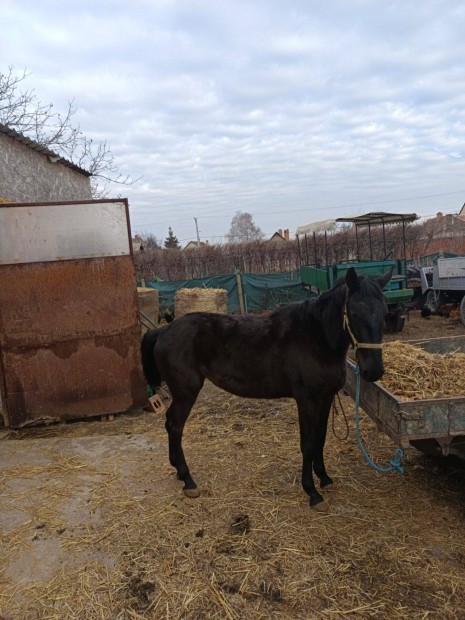 Kanca csik elad