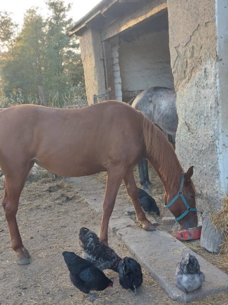 Kanca csik elad.