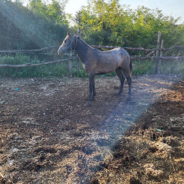 Kanca csik,elad csere lehet.