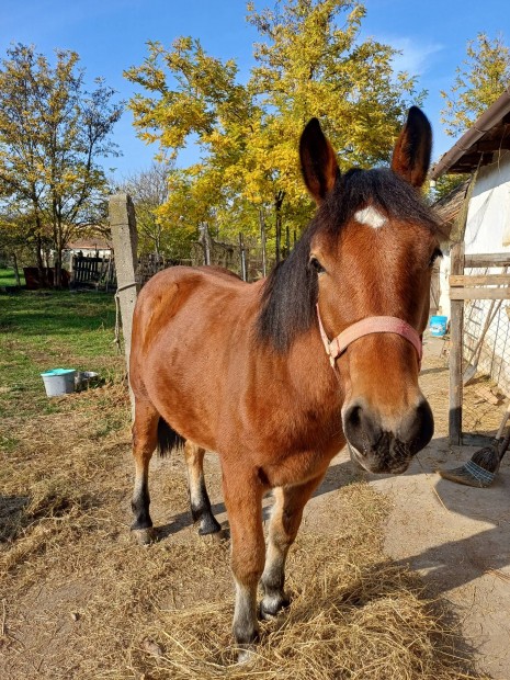 Kanca csiko kltzne 