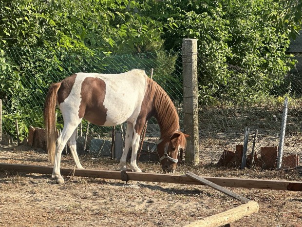 Kanca pni elad