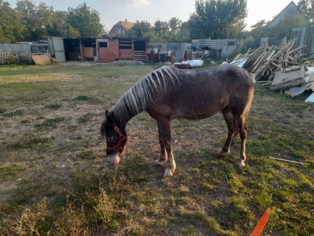 Kanca poni elado