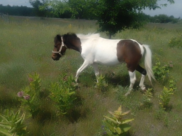 Kanca pni elad !