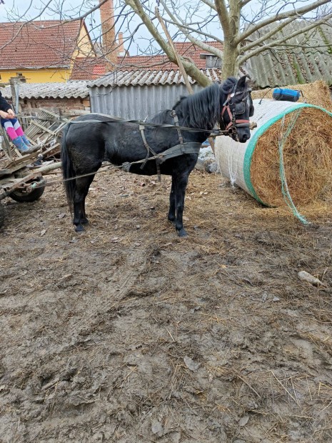 Kanca pni elad cserlhet