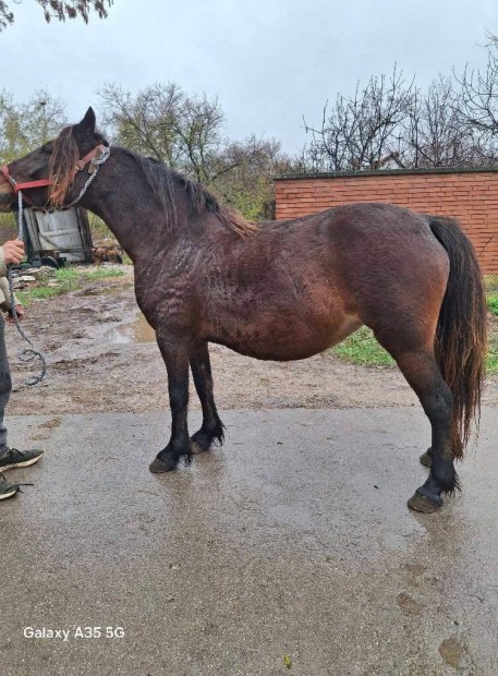 Kanca pni elad cserlhet