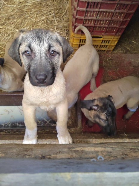 Kangal, kangl