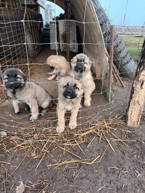 Kangal fajtatiszta jelleg kiskutya ingyen rkbefogadhat