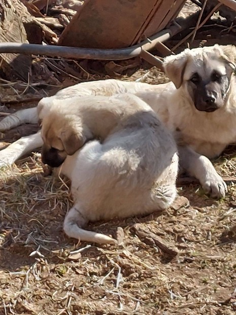 Kangal fajtatiszta jellegű kiskutyák ingyen elvihetők