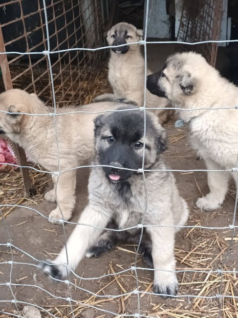 Kangal fajtatiszta jelleg kiskutyk ingyen rkbefogadhatk