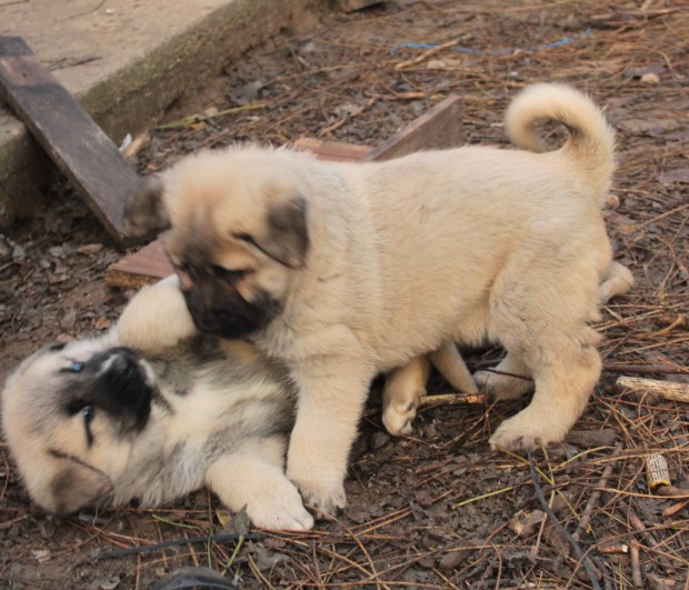 Kangal jelleg kan kiskutyk ingyen elvihetk