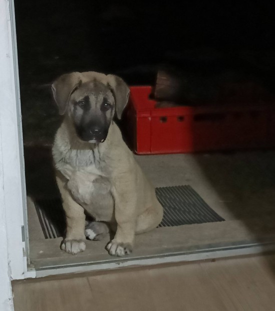 Kangal-kangal