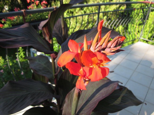 K�nna riz�m�k elad�k Budapesten