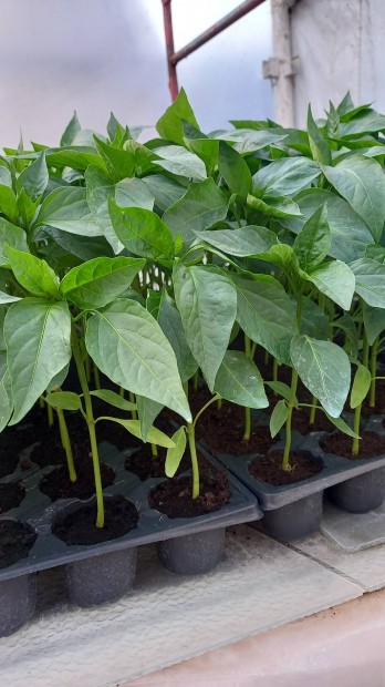 Kápia paprika palánta eladó