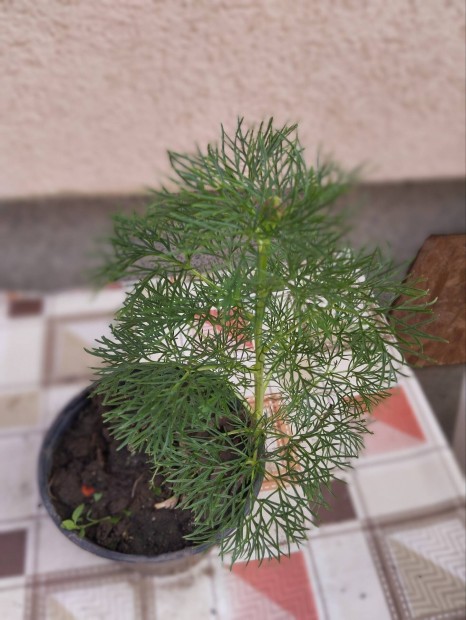 Kaporlevelu bazsarózsa és meg sok más virág,gyere el nézd meg "