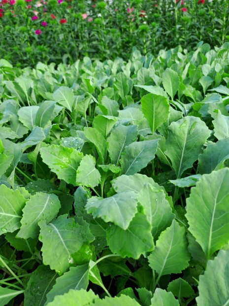 Káposzta,karfiol, karalábé palánta