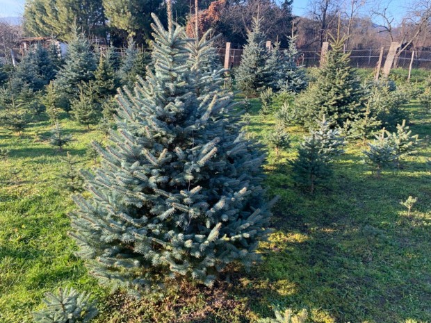 Karácsonyfa 160-260 cm-esek eladó