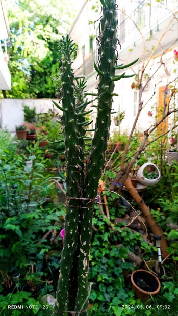 Karacsonyfa kaktusz, 144 cm,gondozas es helyhiany miatt elad 1000ft.