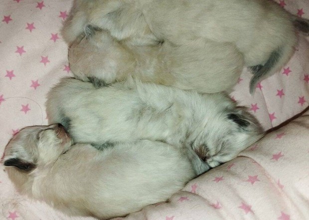 Karcsonyi Ragdoll picik, egyedi ron