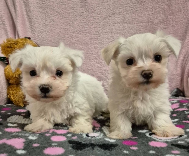 Karcsonyi elvitellel bichon havanese kislnyok foglalhatk!